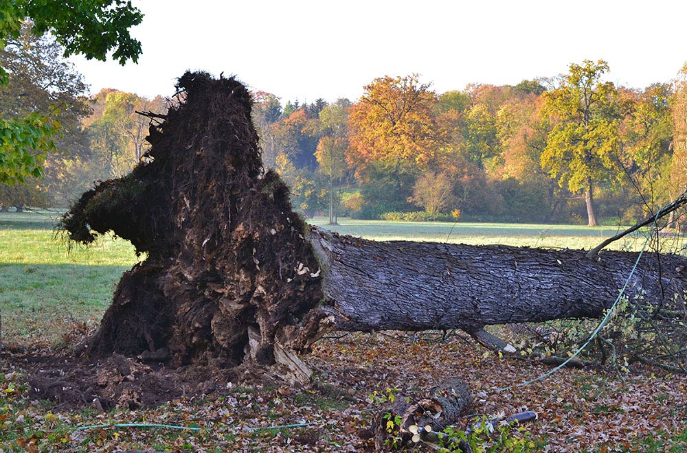 Die Wurzeln des Ahorns waren derart stark geschädigt, dass der Baum nicht erhalten werden konnte. Foto: Klassik Stiftung Weimar