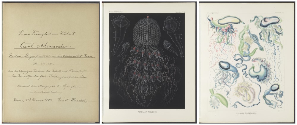 Ernst Haeckel: Report on the Scientific Results of the Voyage of H.M.S. London 1888. Sgn. CA 90. Widmung auf dem Vorsatzblatt und Abbildungen aus dem Innenteil der Studie, Klassik Stiftung Weimar.