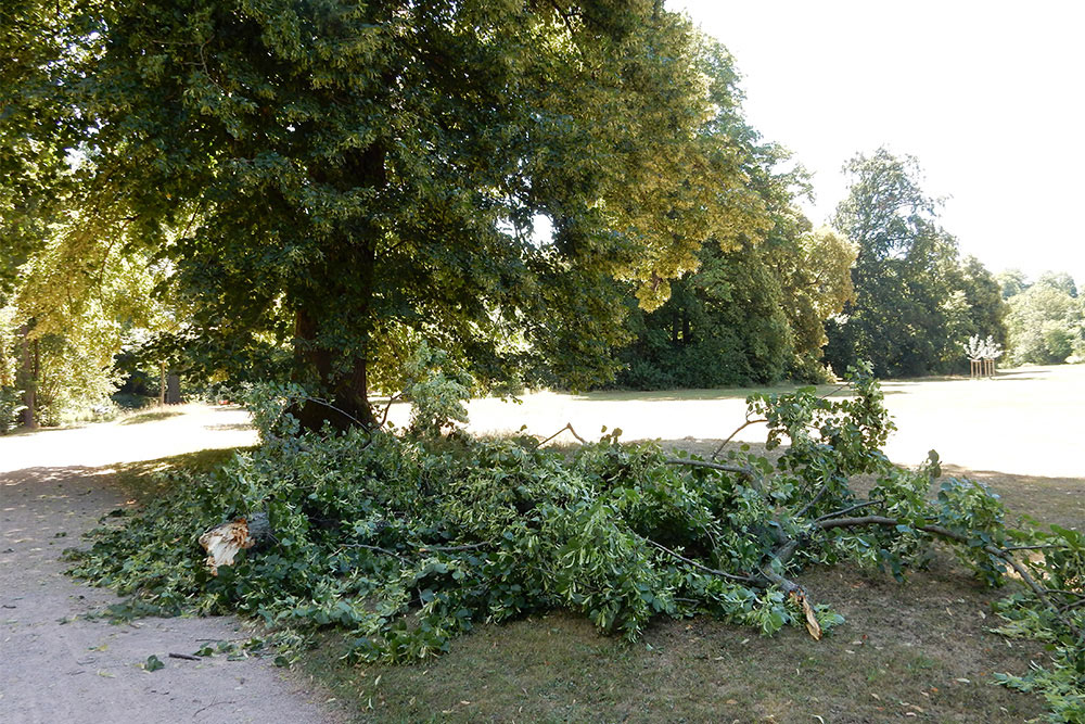 Auch bei völliger Windstille können einzelne gesunde und voll belaubte Äste abbrechen, wie hier im Schlosspark Tiefurt. Foto: Klassik Stiftung Weimar