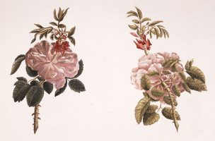 Durchgewachsene Rose, aus: Johann Wolfgang Goethe: Die Metamorphose der Pflanzen, aus Goethes Nachlass