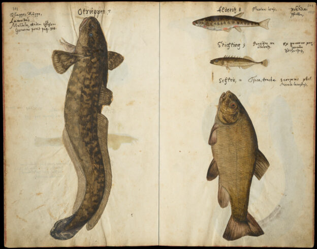 Elbfische: Quappe | Elritze, Kleiner Stichling, Schleie (fol. 197v | fol. 198r).