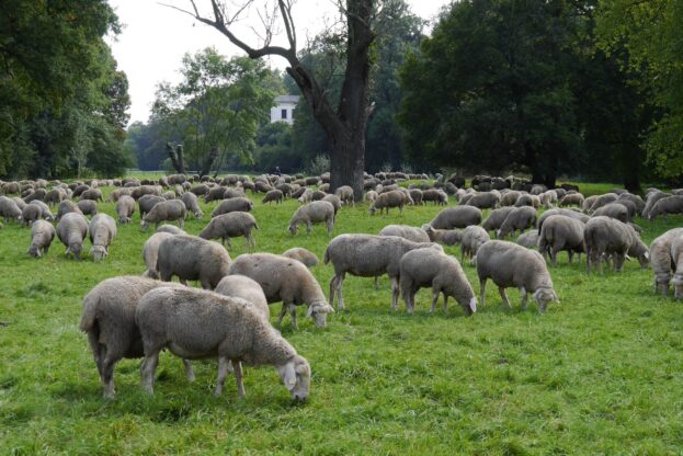 Herrlicher Blick in den Park an der Ilm in Weimar. Damit Gras und Heu als Tierfutter verwendet werden können, sind Hunde an der kurzen Leine zu führen und Hundekot zu beseitigen. Foto: Roland Dressler | Klassik Stiftung Weimar