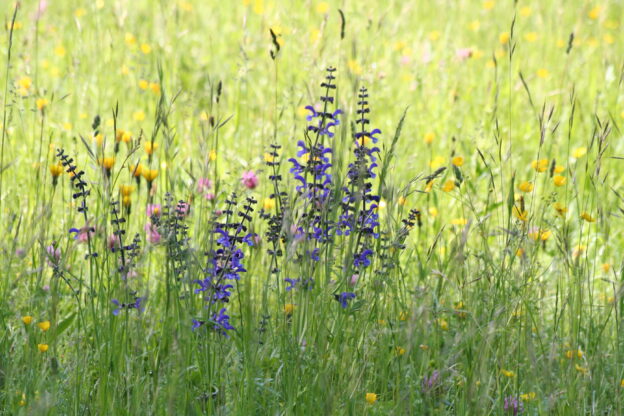 Wiesensalbei im Park an der Ilm. Foto: Rita Osburg | Klassik Stiftung Weimar