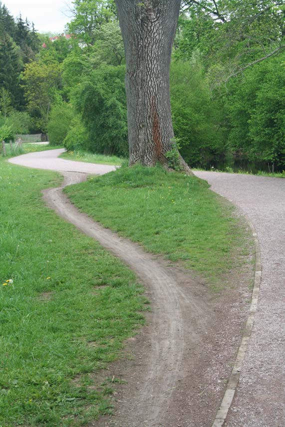 Trampelpfad: Durch Radfahren geschädigter Wurzelbereich einer Esche. Foto: Dorothee Ahrendt | Klassik Stiftung Weimar